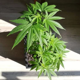 Critical Kush Auto Barney´s Farm SEEDS-BANK.CZ