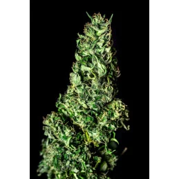 MOBY DICK - Kannabia - WWW.SEEDS-BANK.CZ JIHLAVA