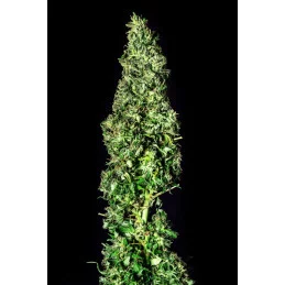 MOBY DICK - Kannabia - WWW.SEEDS-BANK.CZ JIHLAVA
