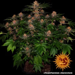 Purple Punch Auto ™ Barney´s Farm SEEDS-BANK.CZ