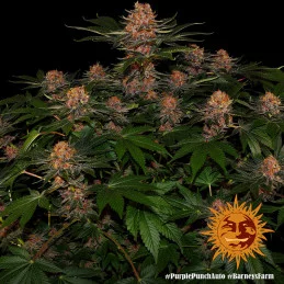 Purple Punch Auto ™ Barney´s Farm SEEDS-BANK.CZ