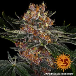 Purple Punch Auto ™ Barney´s Farm SEEDS-BANK.CZ