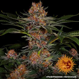 Purple Punch Auto ™ Barney´s Farm SEEDS-BANK.CZ