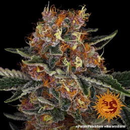 Purple Punch Auto ™ Barney´s Farm SEEDS-BANK.CZ