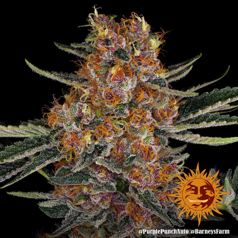 Purple Punch Auto ™ Barney´s Farm SEEDS-BANK.CZ