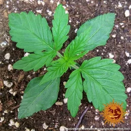 Zkittlez OG Auto ™ Barney´s Farm SEEDS-BANK.CZ