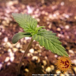 Glue Gelato Auto ™ Barney´s Farm SEEDS-BANK.CZ