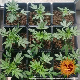 Glue Gelato Auto ™ Barney´s Farm SEEDS-BANK.CZ