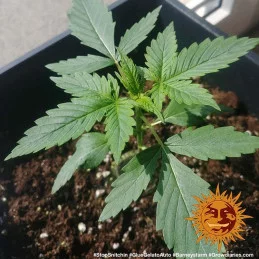 Glue Gelato Auto ™ Barney´s Farm SEEDS-BANK.CZ