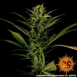 Glue Gelato Auto ™ Barney´s Farm SEEDS-BANK.CZ