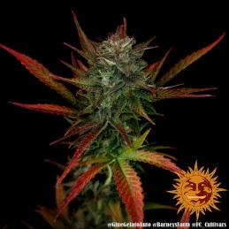 Glue Gelato Auto ™ Barney´s Farm SEEDS-BANK.CZ