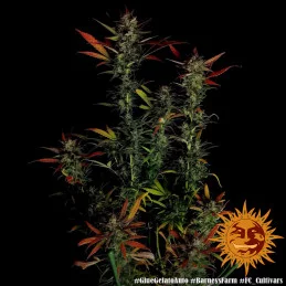 Glue Gelato Auto ™ Barney´s Farm SEEDS-BANK.CZ