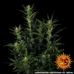 Glue Gelato Auto ™ Barney´s Farm SEEDS-BANK.CZ
