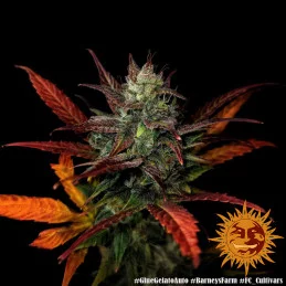 Glue Gelato Auto ™ Barney´s Farm SEEDS-BANK.CZ