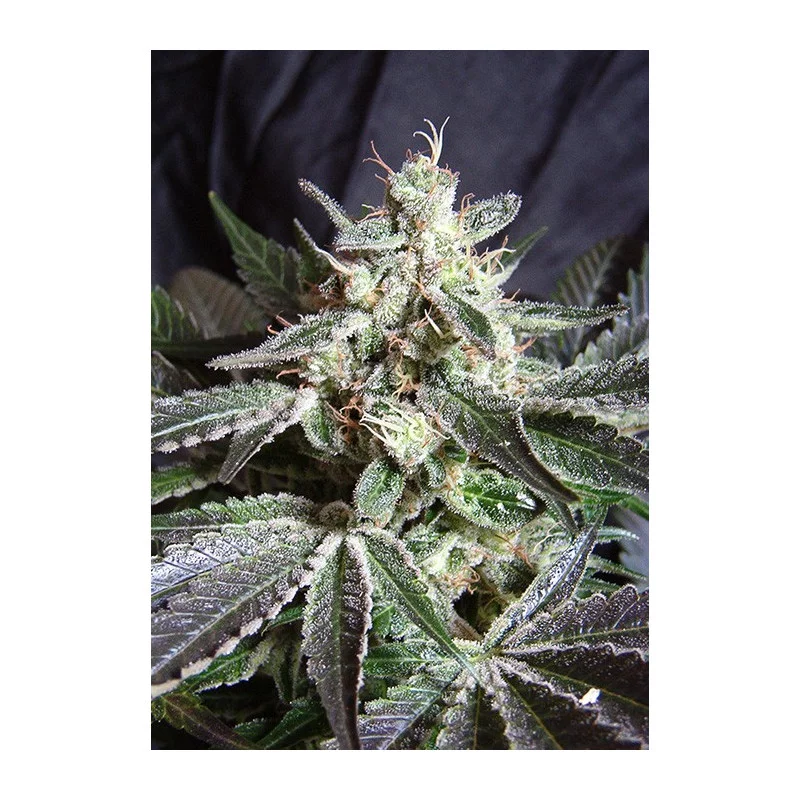 Black Jack - Sweet Seeds - feminizovaná semínka marihuany