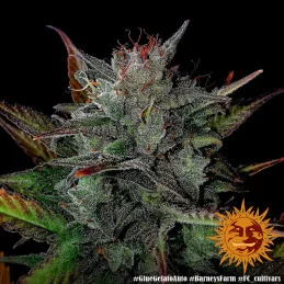 Glue Gelato Auto ™ Barney´s Farm SEEDS-BANK.CZ