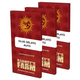 Glue Gelato Auto ™ Barney´s Farm SEEDS-BANK.CZ