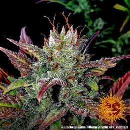 Glue Gelato Auto ™ Barney´s Farm SEEDS-BANK.CZ
