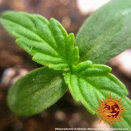 LSD Auto ™ Barney´s Farm SEEDS-BANK.CZ