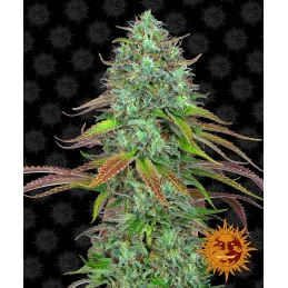 LSD Auto ™ Barney´s Farm SEEDS-BANK.CZ