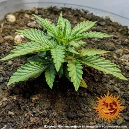LSD Auto ™ Barney´s Farm SEEDS-BANK.CZ