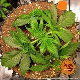 LSD Auto ™ Barney´s Farm SEEDS-BANK.CZ
