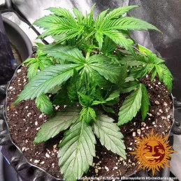 LSD Auto ™ Barney´s Farm SEEDS-BANK.CZ