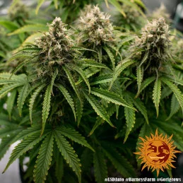 LSD Auto ™ Barney´s Farm SEEDS-BANK.CZ