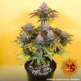 LSD Auto ™ Barney´s Farm SEEDS-BANK.CZ