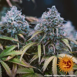 LSD Auto ™ Barney´s Farm SEEDS-BANK.CZ