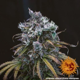 LSD Auto ™ Barney´s Farm SEEDS-BANK.CZ