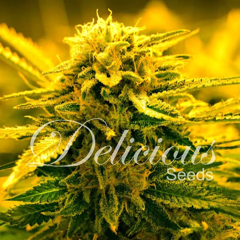 Sugar Black Rose AUTO - Delicious seeds - WWW.SEEDS-BANK.CZ
