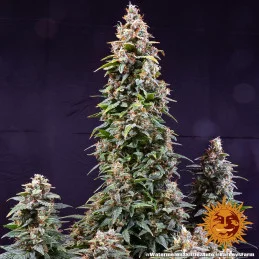 Watermelon Zkittlez Auto™ - Barney´s Farm - autoflowering - seeds-bank.cz