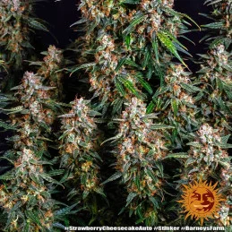Strawberry Cheesecake Auto™ - Barney´s Farm - seeds-bank.cz
