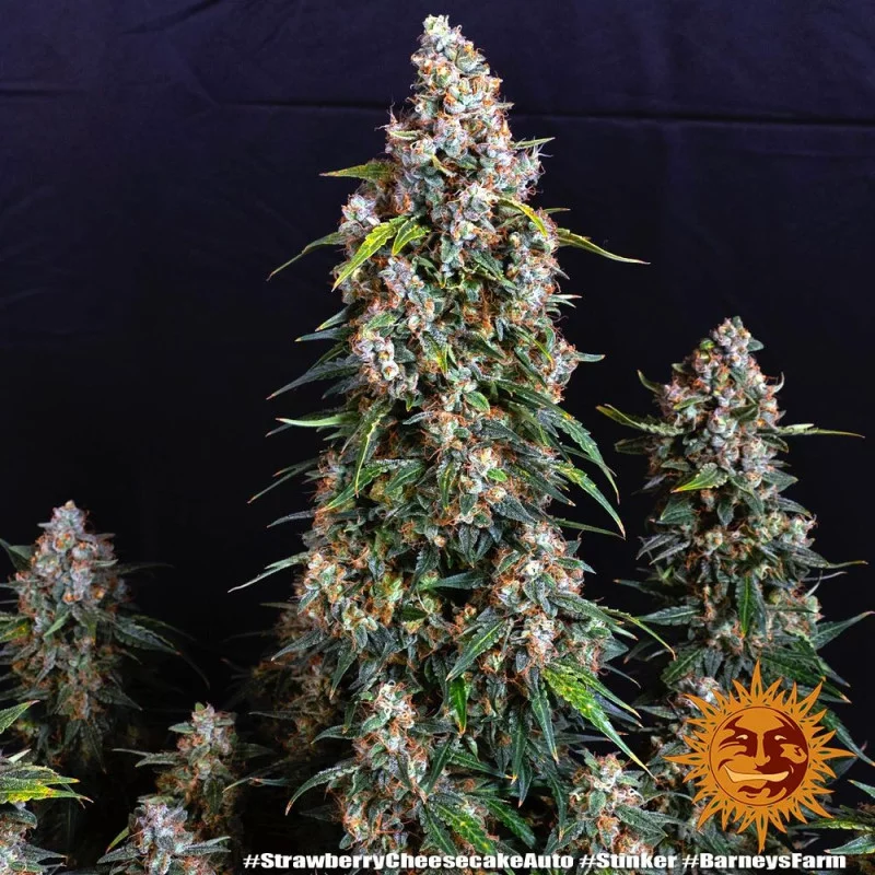 Strawberry Cheesecake Auto™ - Barney´s Farm - seeds-bank.cz
