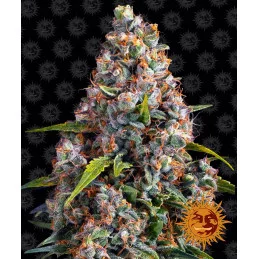 Strawberry Cheesecake Auto™ - Barney´s Farm - seeds-bank.cz