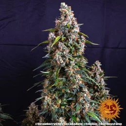 Strawberry Cheesecake Auto™ - Barney´s Farm - seeds-bank.cz