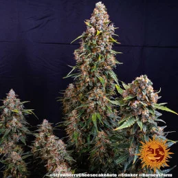 Strawberry Cheesecake Auto™ - Barney´s Farm - seeds-bank.cz