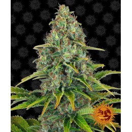 BLUE CHEESE AUTO Barneys Farm seeds-bank.cz