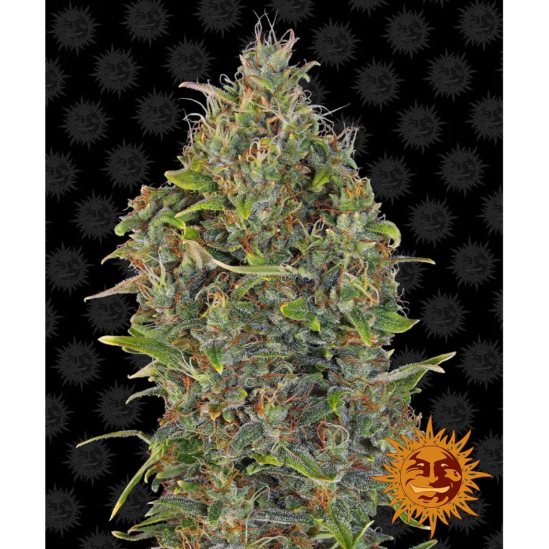 Critical Kush Auto - Barney´s Farm - seeds-bank.cz