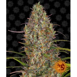 Glue Gelato Auto - Barney´s Farm - seeds-bank.cz