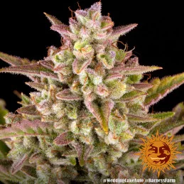 Wedding Cake Auto™ - Barney´s Farm - autoflowering