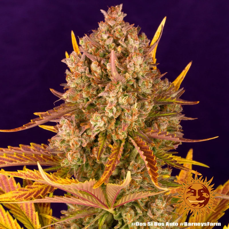 Dos Si Dos Auto™ - Barney´s Farm - autoflowering