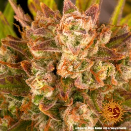 Dos Si Dos Auto™ - Barney´s Farm - autoflowering