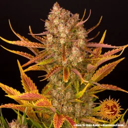 Dos Si Dos Auto™ - Barney´s Farm - autoflowering