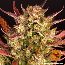 Dos Si Dos Auto™ - Barney´s Farm - autoflowering