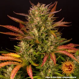 Dos Si Dos Auto™ - Barney´s Farm - autoflowering