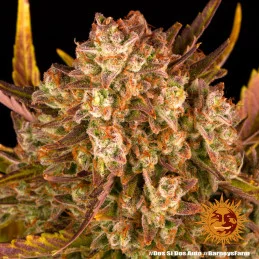 Dos Si Dos Auto™ - Barney´s Farm - autoflowering