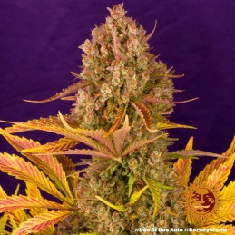 Dos Si Dos Auto™ - Barney´s Farm - autoflowering