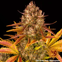 Dos Si Dos Auto™ - Barney´s Farm - autoflowering